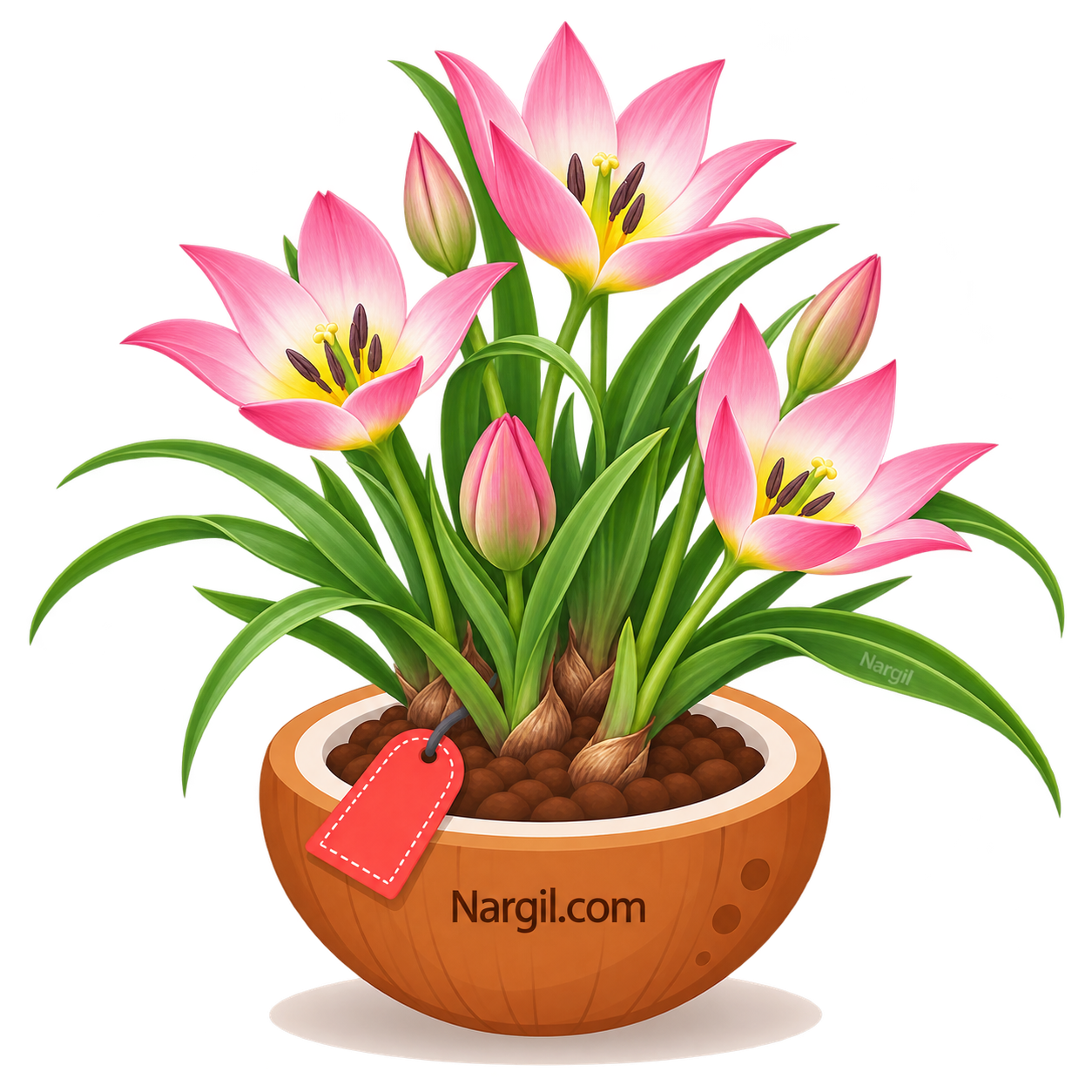 Nargil_Tulipa humilis